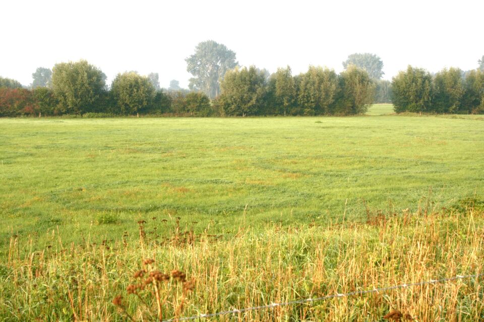 Goedenavond, mysterieuze donker groene kringen in een weiland langs een revier. foto