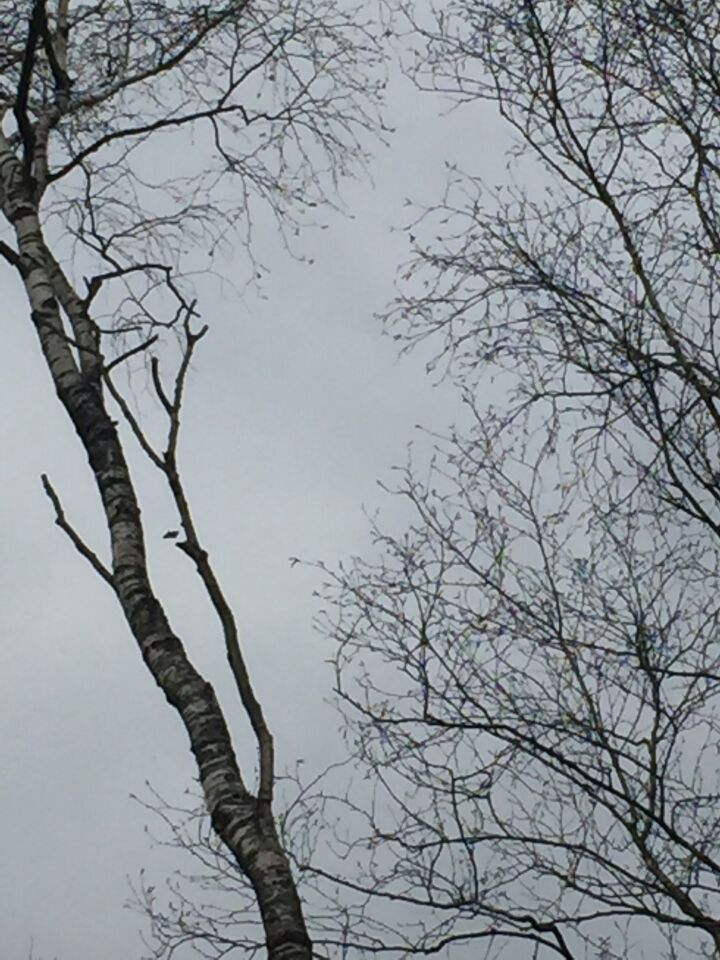 Donker/zwart vliegend object met ronde vleugels foto