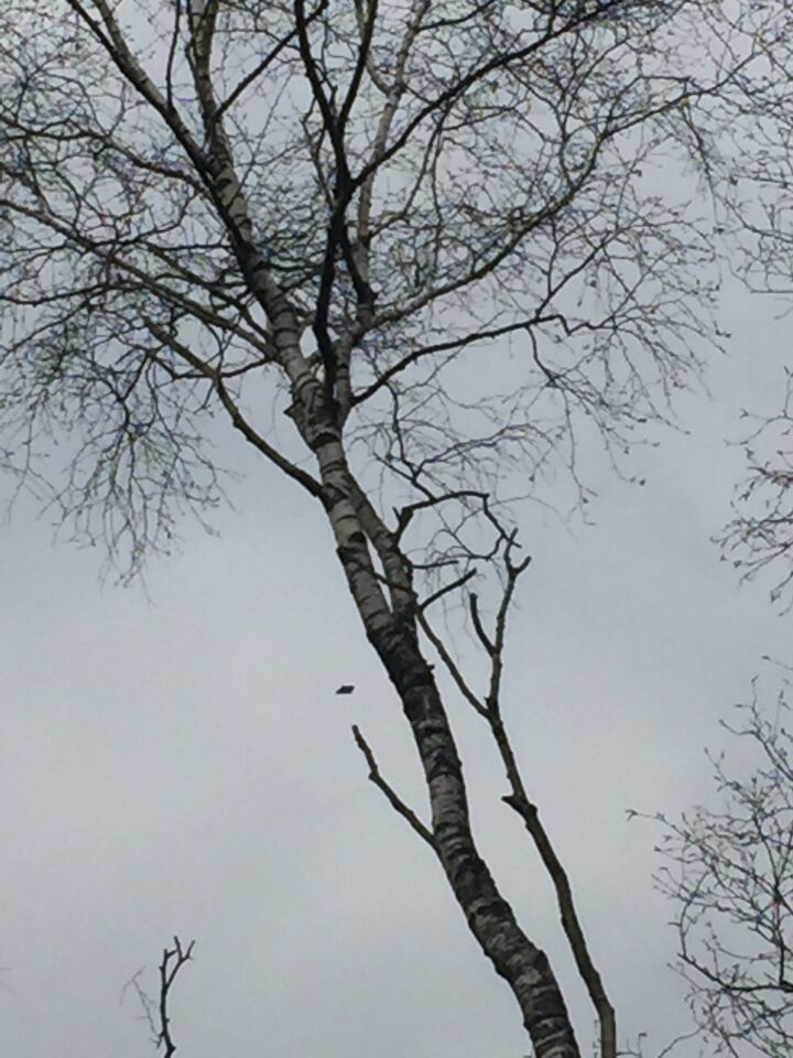 Donker/zwart vliegend object met ronde vleugels foto