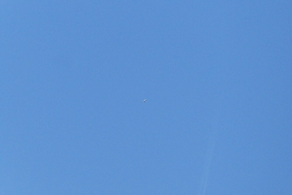 Lijkt op luchballon! Maar dan is hij wel erg groot! foto