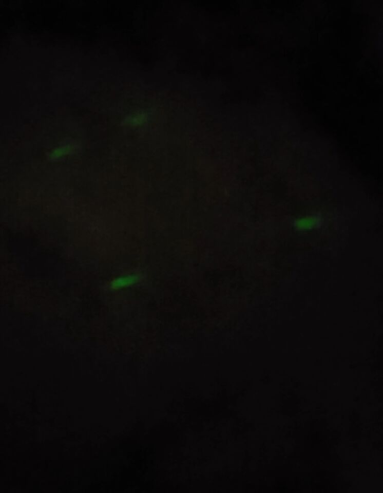 Groene rechthoekige lichten (4) die naar rechts draaiend in een cirkel foto