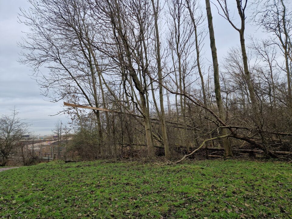 Raar geluid, bewegende bomen foto