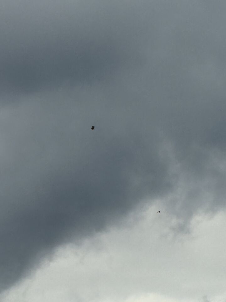 Vliegende zwarte massa foto
