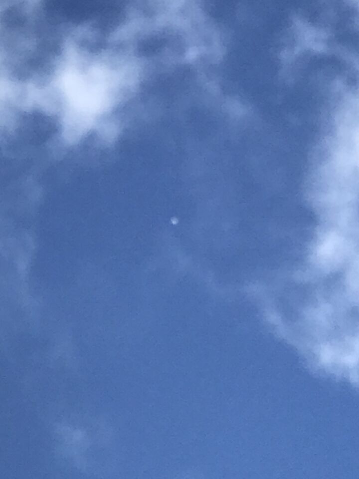 Op deze dag was het mijn papegaai die angstig naar de lucht keek, waarna ik ook foto