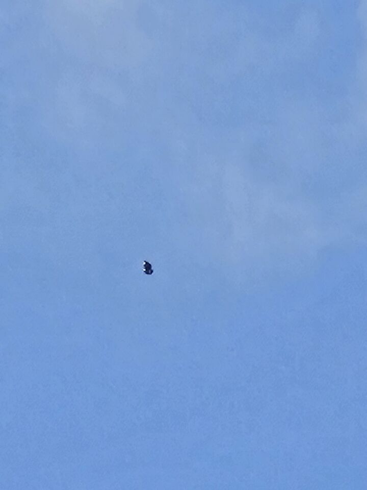 UFO Koningsdag Huizen n.h. foto