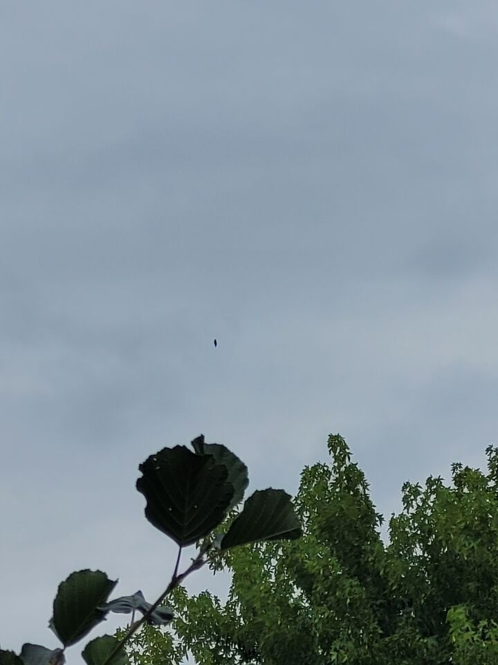 Groot zwevend iets, maakte geen geluid om 11 uur smorgens foto