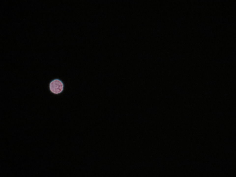 Witte bol op 1 punt ±45 minuten foto