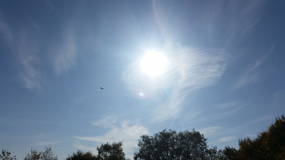 Vreemde 'vogel' foto