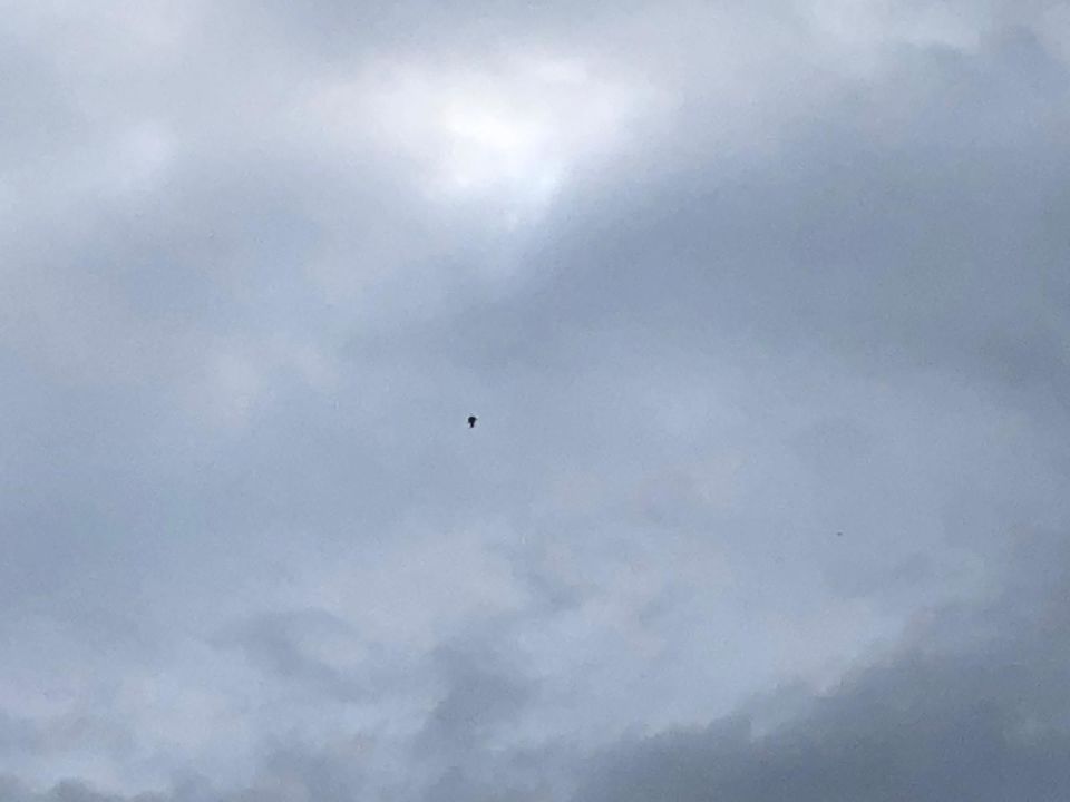 Een zwarte UFO langs de horizon foto
